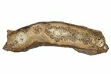 Mammoth Molar Slice with Case - South Carolina #217862-1